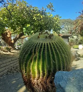 Big cactus closeup. Stock Photos