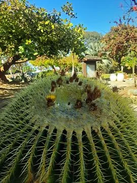 Big cactus closeup. Stock Photos