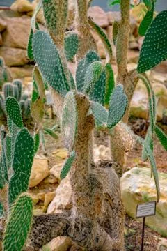 Big cactus in the desert Stock Photos