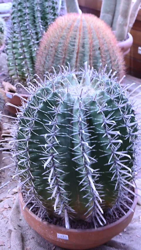 Big Cactus Stock Footage 195028790