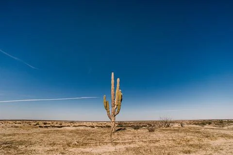 Big cactus Stock Photos