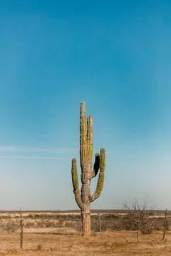 Big cactus Stock Photos