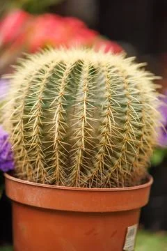 A big cactus Stock Photos