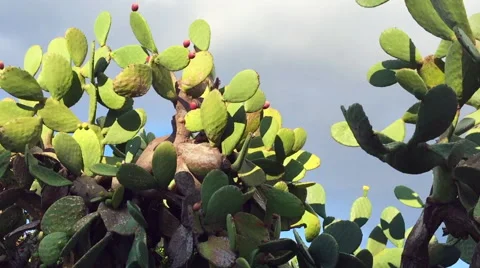 Big cactus plants Stock Footage 67888547