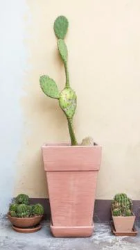 Big cactus on pot Stock Photos
