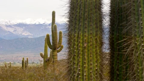 Big cactus with snowy mountains at background. Argentina, Salta, los Cardones Stock Footage 102943597