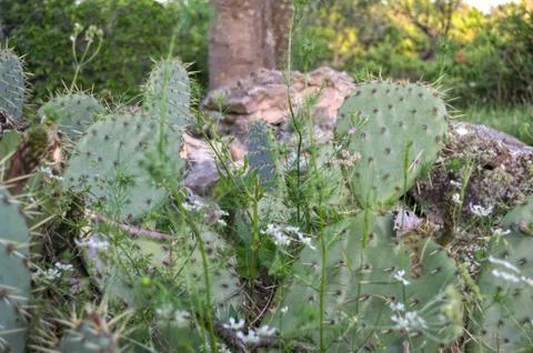 Big cactuses growing on rocks on spring sun Stock Photos