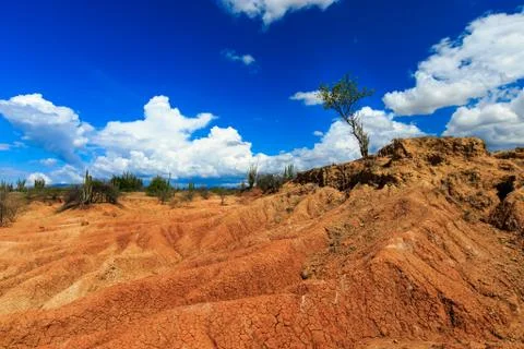 Big cactuses in red desert, clouds and sand, red sand in desert Stock Photos
