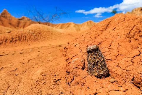 Big cactuses in red desert, clouds and sand, red sand in desert Stock Photos