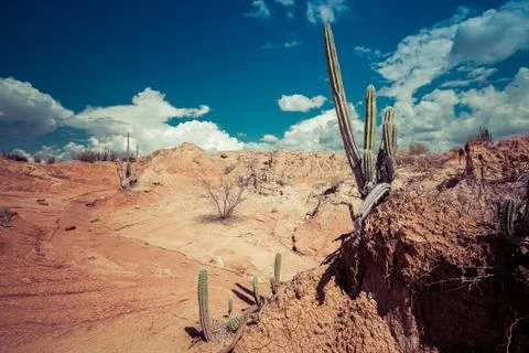 Big cactuses in red desert, clouds and sand, red sand in desert Stock Photos