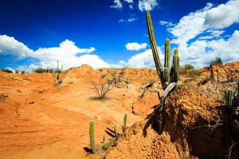 Big cactuses in red desert, clouds and sand, red sand in desert Stock Photos