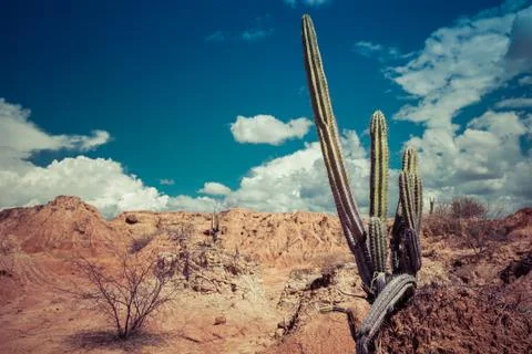 Big cactuses in red desert, clouds and sand, red sand in desert Stock Photos