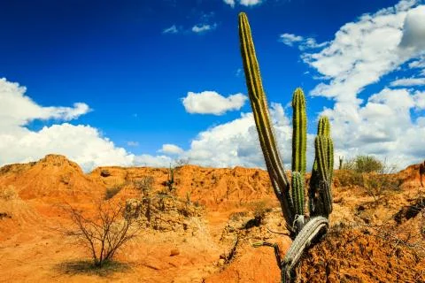 Big cactuses in red desert, clouds and sand, red sand in desert Stock Photos