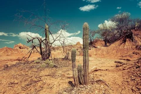 Big cactuses in red desert, clouds and sand, red sand in desert Stock Photos