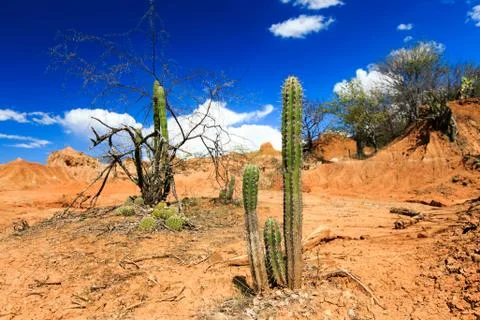 Big cactuses in red desert, clouds and sand, red sand in desert Stock Photos