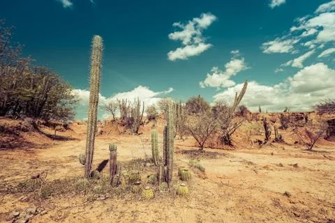 Big cactuses in red desert, clouds and sand, red sand in desert Stock Photos