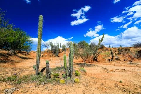 Big cactuses in red desert, clouds and sand, red sand in desert Stock Photos