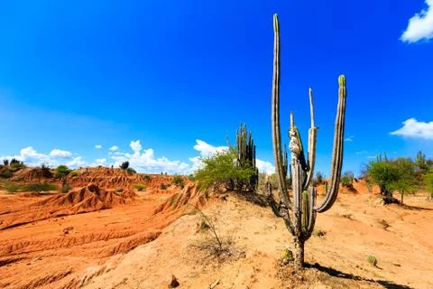 Big cactuses in red desert, clouds and sand, red sand in desert Stock Photos