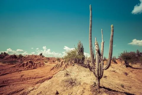 Big cactuses in red desert, clouds and sand, red sand in desert Stock Photos