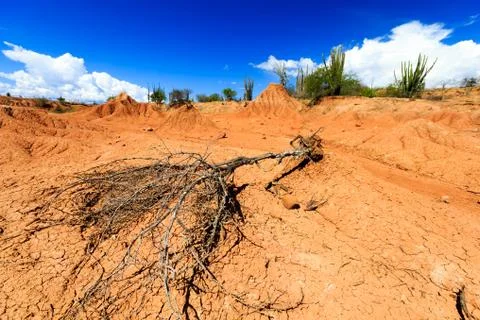 Big cactuses in red desert, clouds and sand, red sand in desert Stock Photos