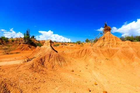 Big cactuses in red desert, clouds and sand, red sand in desert Stock Photos