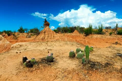 Big cactuses in red desert, clouds and sand, red sand in desert Stock Photos
