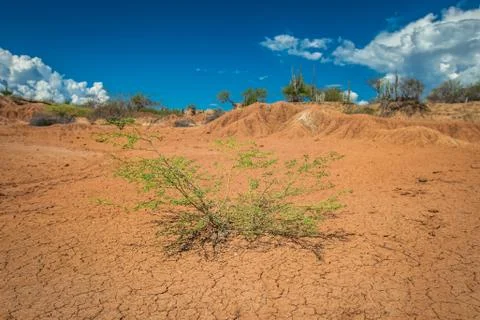 Big cactuses in red desert, clouds and sand, red sand in desert Stock Photos