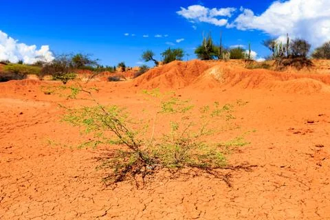 Big cactuses in red desert, clouds and sand, red sand in desert Stock Photos