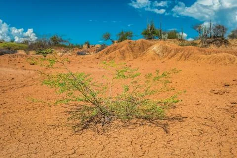 Big cactuses in red desert, clouds and sand, red sand in desert Stock Photos