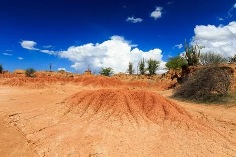 Big cactuses in red desert, clouds and sand, red sand in desert Stock Photos
