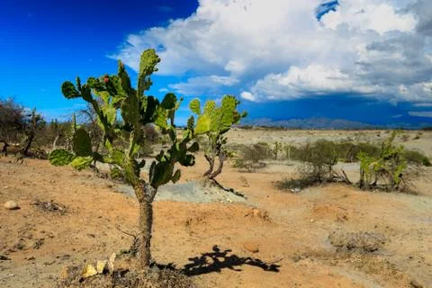 Big cactuses in red desert, clouds and sand, red sand in desert Stock Photos