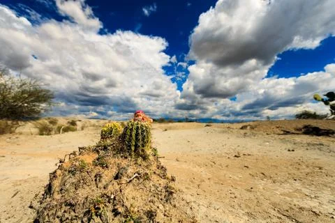 Big cactuses in red desert, clouds and sand, red sand in desert Stock Photos