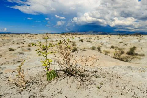 Big cactuses in red desert, clouds and sand, red sand in desert Stock Photos