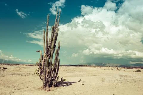 Big cactuses in red desert, clouds and sand, red sand in desert Stock Photos