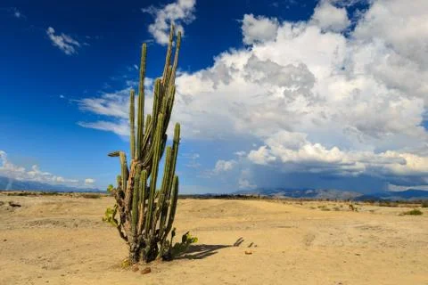 Big cactuses in red desert, clouds and sand, red sand in desert Stock Photos