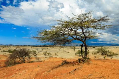 Big cactuses in red desert, clouds and sand, red sand in desert Stock Photos