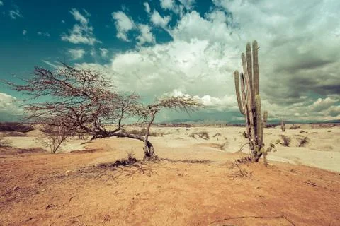 Big cactuses in red desert, clouds and sand, red sand in desert Stock Photos