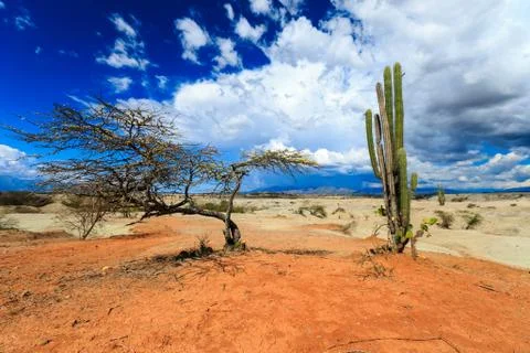 Big cactuses in red desert, clouds and sand, red sand in desert Stock Photos