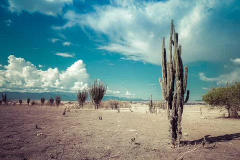 Big cactuses in red desert, clouds and sand, red sand in desert Stock Photos
