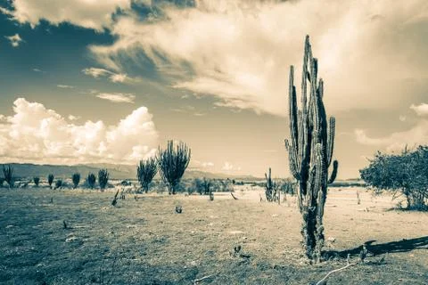 Big cactuses in red desert, clouds and sand, red sand in desert Stock Photos