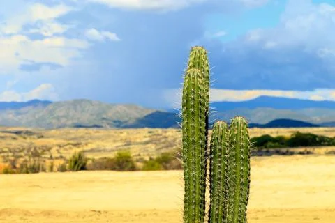 Big cactuses in red desert, clouds and sand, red sand in desert Stock Photos