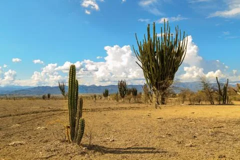 Big cactuses in red desert, clouds and sand, red sand in desert Stock Photos