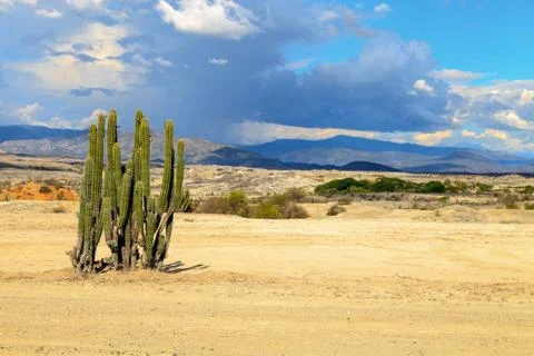 Big cactuses in red desert, clouds and sand, red sand in desert Stock Photos