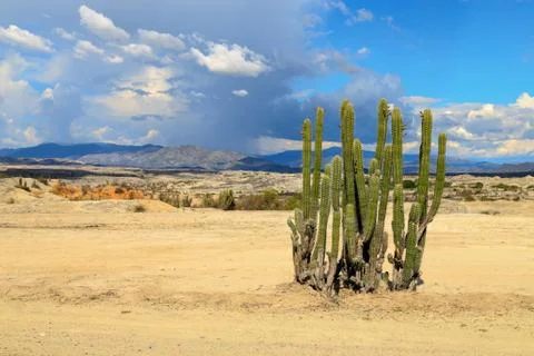 Big cactuses in red desert, clouds and sand, red sand in desert Stock Photos