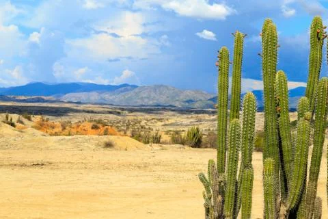 Big cactuses in red desert, clouds and sand, red sand in desert Stock Photos