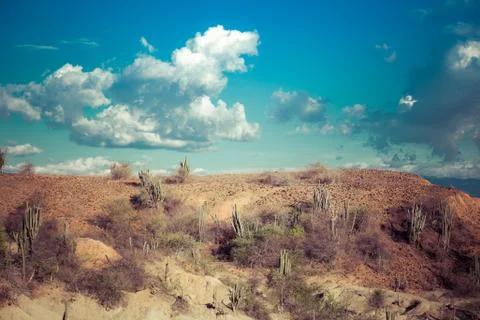 Big cactuses in red desert, clouds and sand, red sand in desert Stock Photos