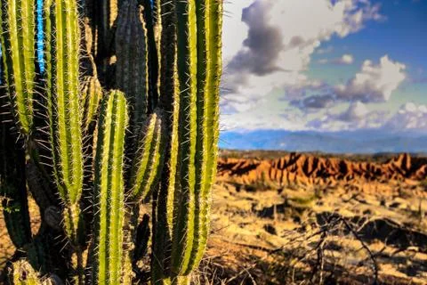 Big cactuses in red desert, clouds and sand, red sand in desert Stock Photos