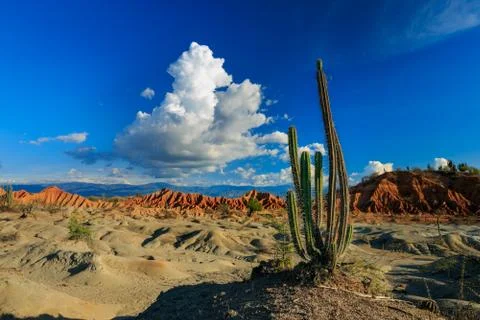 Big cactuses in red desert, clouds and sand, red sand in desert Stock Photos