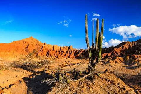 Big cactuses in red desert, clouds and sand, red sand in desert Stock Photos