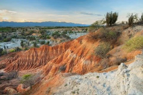 Big cactuses in red desert, clouds and sand, red sand in desert Stock Photos